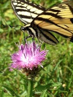 Tiger Swallowtail Photo: Ron Becker