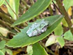 Tree frog Photo: Deborah DeSalvo