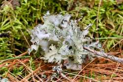 rag lichen Photo: Tom Grett