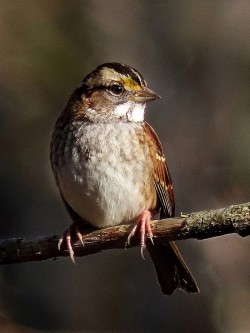 White-throated Sparrow Photo: Charlie Schwarz