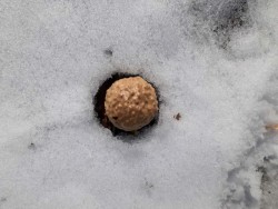 Winter gall Photo: Beth Evans