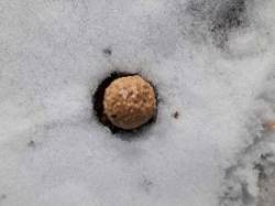 Winter gall Photo: Beth Evans