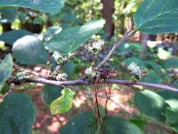 Witch Hazel Photo: Nate Rosebrooks