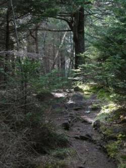 Woodland Trail Photo: Elisa Campbell