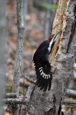 woodpecker Photo: Grace McCulloch