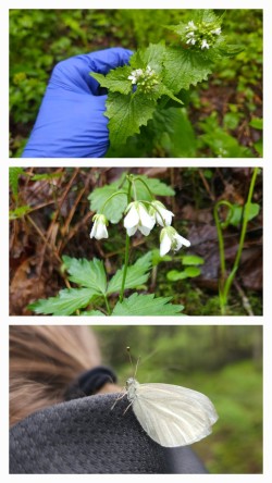 Pulling garlic mustard Photo: Tammis Coffin