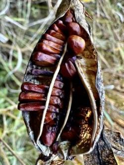 Northern blue iris Photo: Kirk T. Gentalen