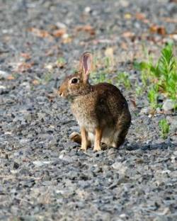 Rabbit Photo: Ross Lanius
