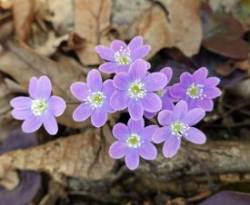 Purple hepatica Photo: Sheri Larsen