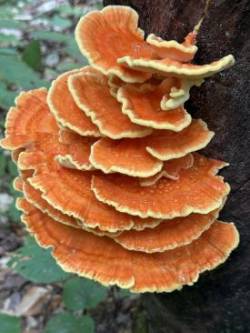 Chicken of the woods Photo: Larry Rush