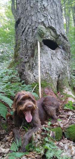 Dog in woods Photo: Todd Caron