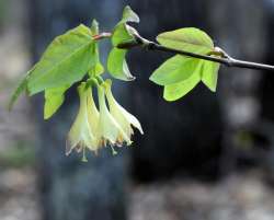 Honeysuckle Photo: Jennifer Brockway