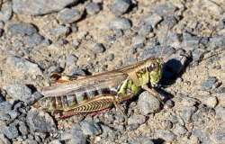 Grasshopper Photo: Ross Lanius