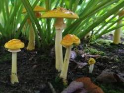 Mushrooms Photo: Jay Remington