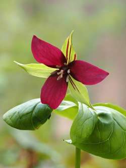 Red trillium Photo: Ross Lanius