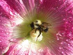 Bee on flowers Photo: Chantal Caron