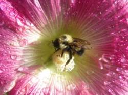 Bee on flowers Photo: Chantal Caron