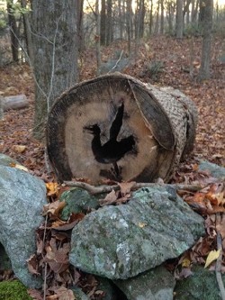 28_bird_in_log_pic.jpg