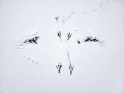 Snow tracks Photo: Karen Francoeur