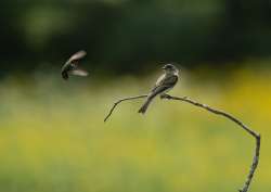 Birds Photo: Larry Litke