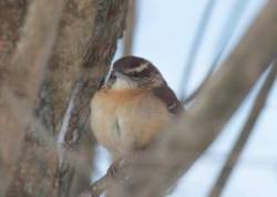 Carolina Wren Photo: Bonnie Monzeglio