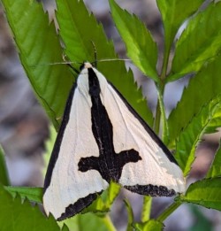 Clymene moth Photo: Marcy Stanton