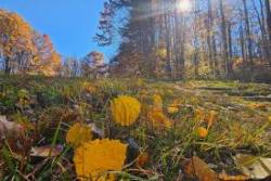 Autumn colors Photo: Tammis Coffin