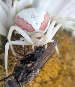 Crab spider Photo: Kirk T. Gentalen