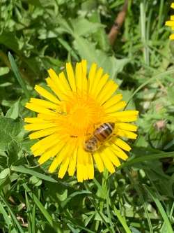 Dandelions Photo: Prudence Wholey