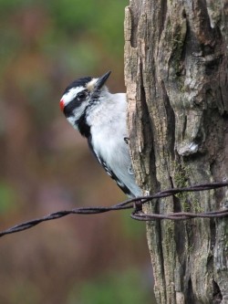 Downy woodpecker Photo: Charlie Schwarz