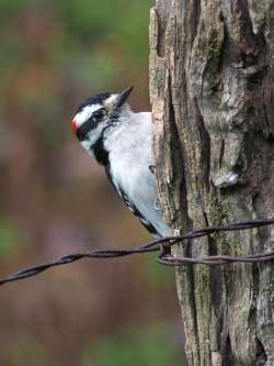 Downy woodpecker Photo: Charlie Schwarz