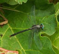 Dragonfly Photo: Patricia Liddle
