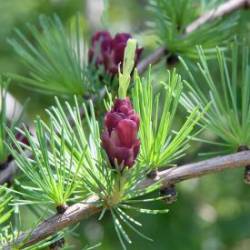 Cone Photo: AM Dannis