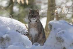 Female bobcat Photo: Jared Katz