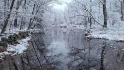 Flooded habitat Photo: Michael F. Thiel
