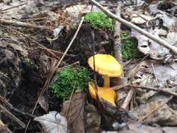 Forest mushroom Photo: Carol Conant