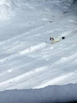 Forest predator Photo: Rob Reiber