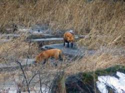 28_foxes2_sm.jpg