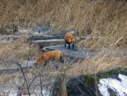 28_foxes2_sm.jpg