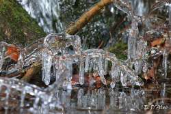 Frozen branches Photo: Eric D'Aleo