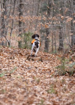 Grouse point Photo: Anonymous