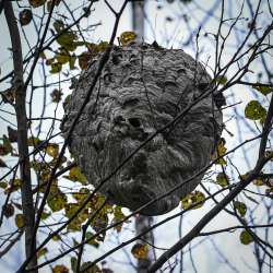 Hornet nest Photo: Sandy Dannis