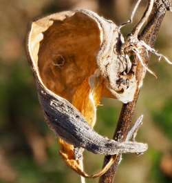 Milkweed pod Photo: Ross Lanius