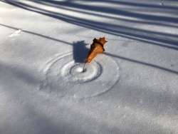 Leaf snow Photo: Janet Innes