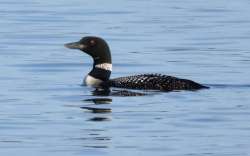 Loon Photo: Susan Copley