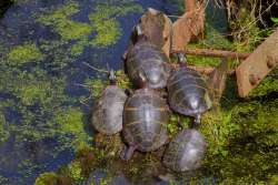 Turtle Photo: Tom Grett