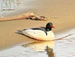 Merganser drake Photo: Louanne Nielsen