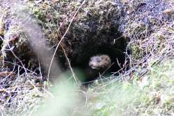 Mink Photo: David Gottshall