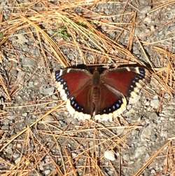 Mourning cloak Photo: Ronald Becker