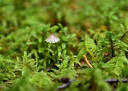 Mushroom Moss Photo: Sue March